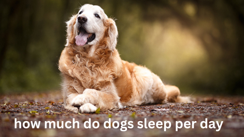 How Much Do Dogs Sleep Per Day